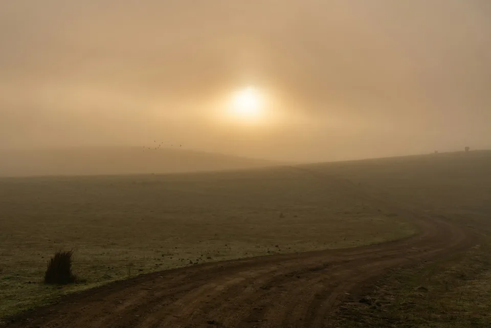 Dirt road across Tasmanian farmland in soft golden morning light